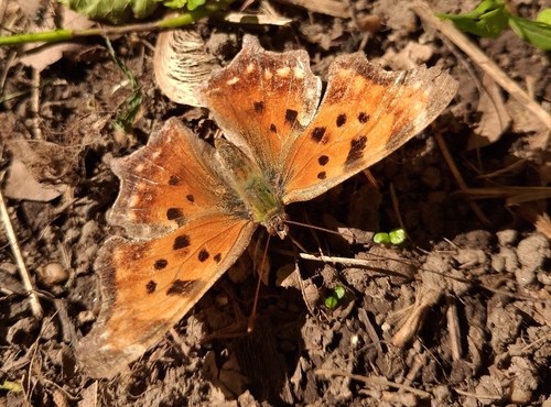 Eastern Comma