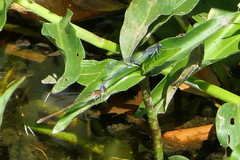 Pseudagrion draconis