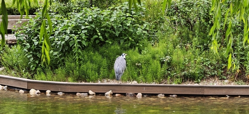 Grey Heron