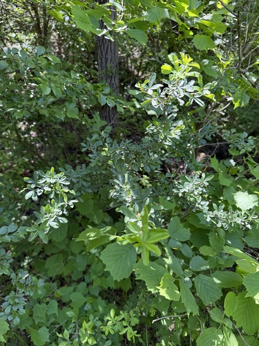 Caragana rosea