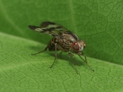 Drosophila spaniothrix