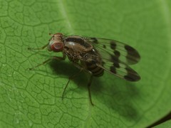 Drosophila spaniothrix