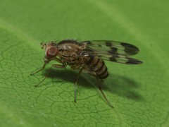 Drosophila spaniothrix