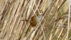 Poodytes punctatus punctatus
