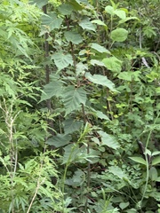 (c) Jane Charlen, some rights reserved (CC BY) Acer davidii, photograph (c) Jane Charlen, some rights reserved (CC BY)