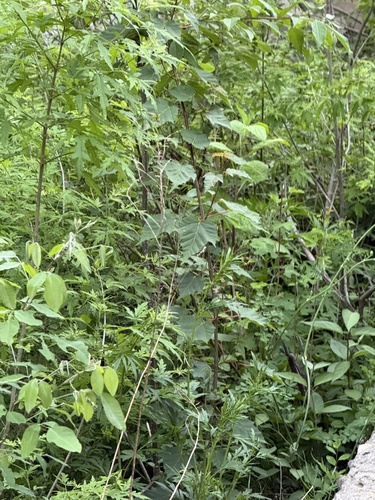 Acer davidii, photograph 3