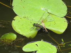 Anax gibbosulus