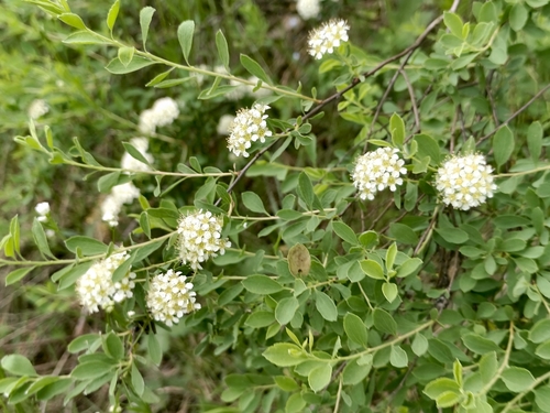 Scalloped spirea (Spiraea crenata)