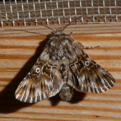 Omphalophana antirrhinii