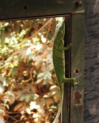 Polychrus marmoratus