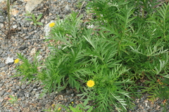 Potentilla tergemina