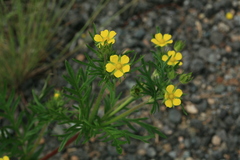 Potentilla tergemina