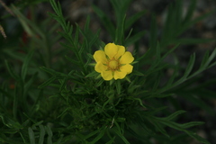 Potentilla tergemina