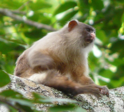 Black-tailed Marmoset
