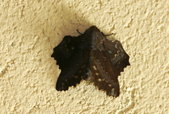 Mimopacha cinerascens