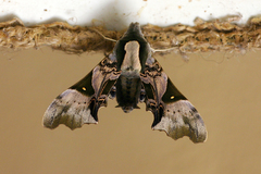 Odontosida magnifica