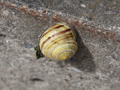 White-lipped Snail