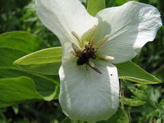 Trillium camschatcense