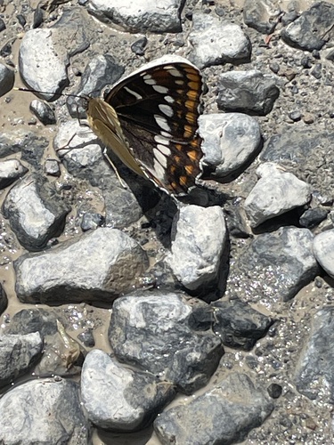 Limenitis lepechini