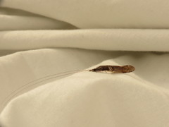 Triplectides similis