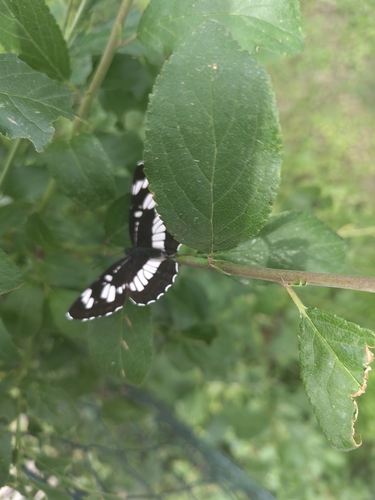 Hungarian Glider