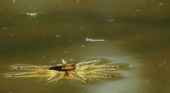Dolomedes triton