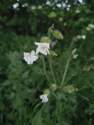 white campion