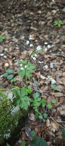wood sanicle