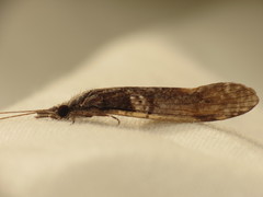 Triplectides similis