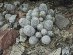 Mammillaria haageana meissneri