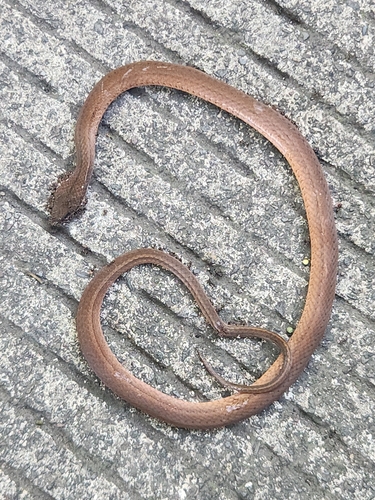 Brown Spotbelly Snake