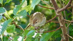 Poodytes punctatus punctatus