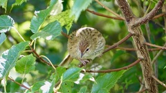 Poodytes punctatus punctatus