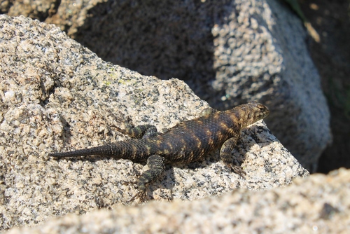 Granite Spiny Lizard