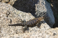 Granite Spiny Lizard photo 2