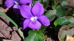 Viola