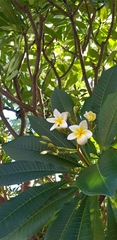 Plumeria obtusa