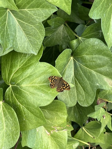 Speckled Wood