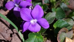 Viola