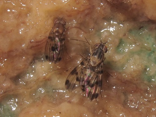 Drosophila paucicilia, 2013-04-24