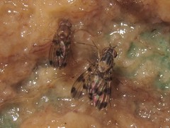 Drosophila flexipes