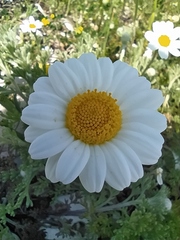Anthemis peregrina