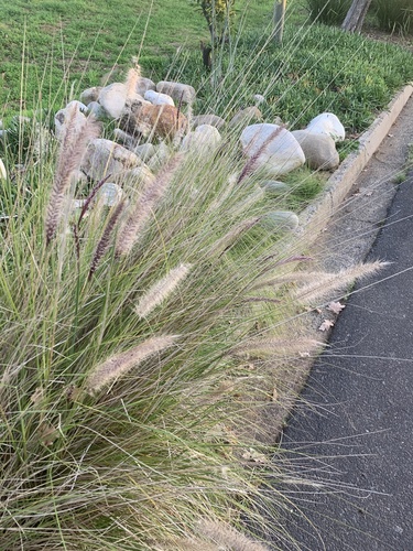 Fountain Grass