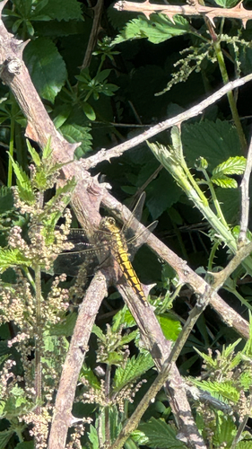 Black-tailed Skimmer