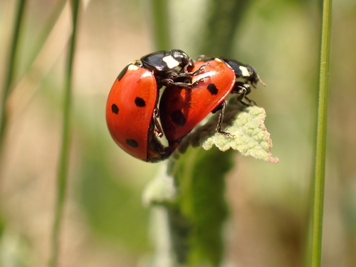 Seven-spotted Lady Beetle