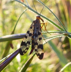 Panorpa meridionalis