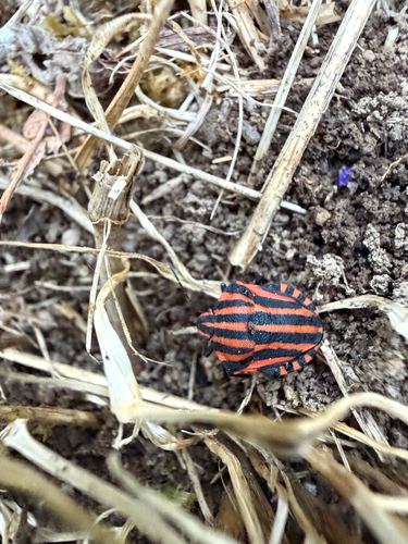 Continental Striped Shield Bug