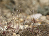 Catabrosella humilis - Photo (c) Aleksandr Popov / Александр Попов, some rights reserved (CC BY-NC), uploaded by Aleksandr Popov / Александр Попов