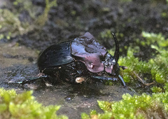 Phanaeus pyrois