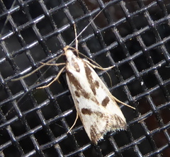 Epithymema incomposita